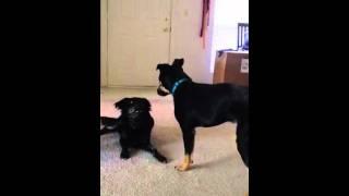 Three legged dog vs retard dog