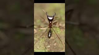 Top 8 Most Dangerous Ants #ants #antkeeping #antcolony #antkeeper #antscanada #antsnest #shorts