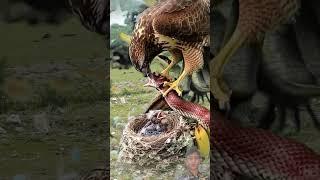 Wild Bird Brave Action And Cobra