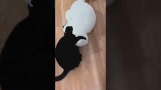 Любопытные кошечки, Смотреть Всем!  #shorts