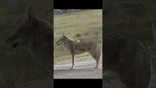 Coyote Sounds of Howling and Barking | Canislatrans Sounds #coyote #animalsounds #sound