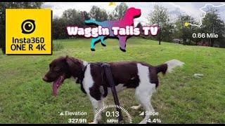 My English Springer Spaniel (14 Month Old) : Dog Walk At Boarshaw Clough / #insta360 Firmware Update