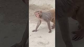 Monkey video/animals/ discovery / animal planet/ very beautiful animals/