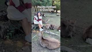 Most famous residents at Nara Park  #narapark #japan #deer #traveltiktok #travel
