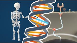 Bone Growth in Achondroplasia