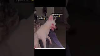 исчадие ада