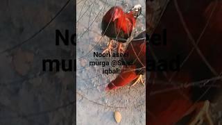 The best murga Noori aseel murga@Saad iqbal #shorts # #aseelmurgalover #shows #viral #youtube#aseel
