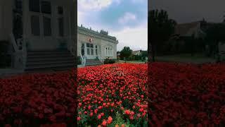 Flower #youtube #youtuber #youtubeshorts