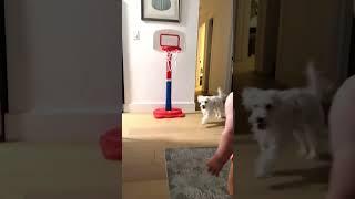  20 month old Baby GOAT is a magician with any ball at his control! 