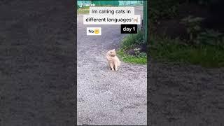 STARDENBURDENHARDENBART day 1 Cat Calling in different languages (German always works)