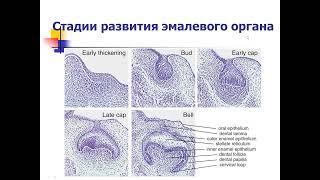 13.50 Лекция! Развитие зуба