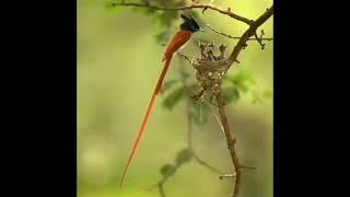 All flycatchers have a wide beak, on which the beak ridge is well defined