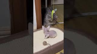 Cat's first time being a mom#cat #funny#cats #for #foryou #fyp #foryoupage #funnyvideo #cute #pets