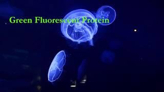 The Green Fluorescent Protein (GFP)