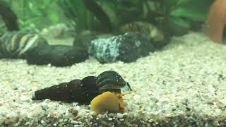 Тиломелания оранжевый кролик. Tylomelania sp. Poso orange rabbit snail