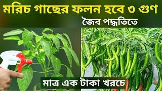 মরিচ গাছের ফলন হবে ৩ গুণ মাত্র ১ টাকা খরচে | Grow High yield pepper plant