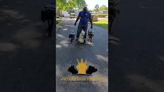 Www.jaycaydogservices.com