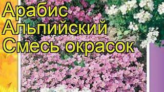 Арабис альпийский Смесь окрасок. Краткий обзор, описание характеристик arabis alpina Smes' okrasok