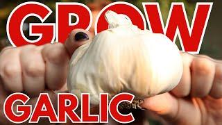 Unlock The Secrets To GIANT Garlic Bulbs!