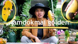 Tester Mangga Thai Namdokmai Golden - Manis/ Asem ?