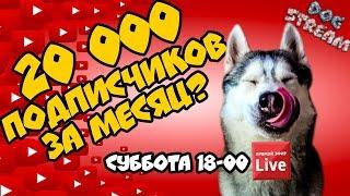 DOGSTREAM: 20.000 ПОДПИСЧИКОВ ЗА МЕСЯЦ! КАПЕЕЕЦ!!! Говорящая собака