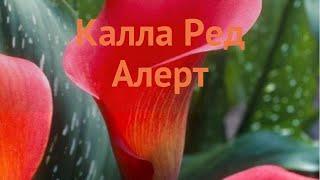 Калла обыкновенная Ред Алерт (calla red alert)  обзор: как сажать, луковицы каллы Ред Алерт