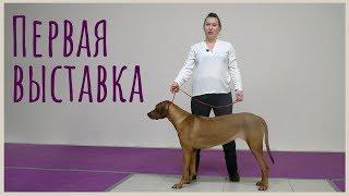 Наша первая выставка | DogTalk