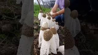 PANEN JAMUR TUDUNG PENGANTIN | MUSHROOM GROWING TIME LAPSE