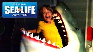 Акула, рыбы, под водой. Развлекательный комплекс Аквариум Sea Life