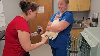 Cockatoo At The Vet - Mr Max 2023