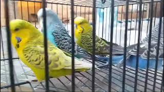 Australia parrots