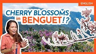 Top 11 ATOK (BENGUET) TOURIST ATTRACTIONS • Flower Farm, Sakura Park++ • Philippine Beaches & Beyond