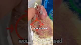  ​​BALLOON BIRD CRISIS!​​ ER Vet Saves Puffed Parrot!  #animals #rescue #sad #shorts
