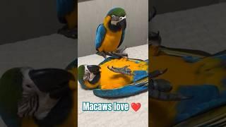 #macaw #macawparrot #reels #shorts #youtubeshorts #youtube #explorer #bird #world #usa #india #pak