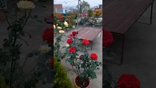 Terrace garden overview Rose bougainvillea all over plants #rose #garden #flowers #nature