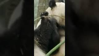 панда ест бамбук