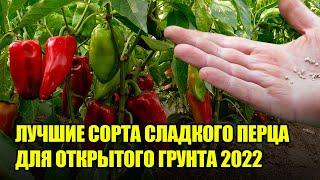 Лучшие Сорта Сладкого Перца Для Открытого Грунта 2022 / Топ-3 Мегаурожайных И Неприхотливых Сортов