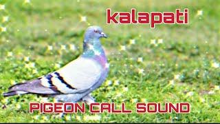 PIGEON CALL SOUND | KALAPATI |
