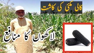 black corn farming in Pakistan // black corn crop // #BlackCorn / Kali Gandam // کالی گندم کی کاشت