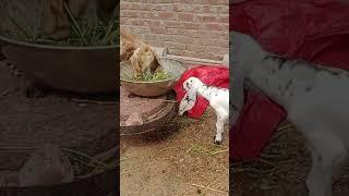 Hafiz Ahmad contact no 03486685027 #cow #cowgoat #cattleworld #animals