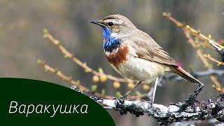 Изучаем птиц России. Варакушка // Birds of Russia. Bluethroat