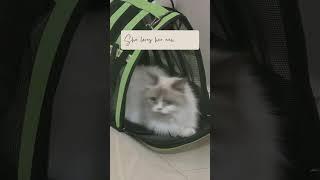 my cats den