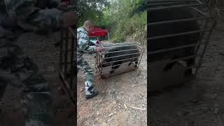 Wild Boar Frenzy: A Cage on the Edge!