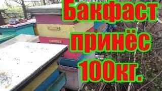 БОЛЬШЕ 100 КГ МЁДА ПРИНЁС ТЕСТИРУЕМЫЙ БАКФАСТ 2019 ГОДУ.