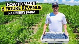 How To Start a Blueberry Farm Business