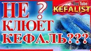 Рыбалка на кефаль! Почему не клюёт кефаль ??? Как ловить кефаль???