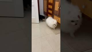 Lulu da pomerania #cachorro #desenho #lulu #spitz #gato #gatinho #chihuahua #shorts #dog #cat #fofo