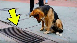 The dog looked into the sewer every day, and when it was opened, PEOPLE were TAKEN ABACK!