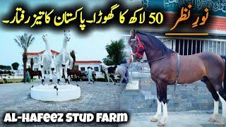 Noor e Nazar Speeder Horse - Neza Bazi - Alhafeez Stud farm