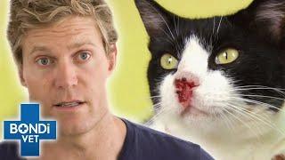 Rare Skin Cancer Attacks and Eats Up Cat's Nose  | Bondi Vet Clips | Bondi Vet